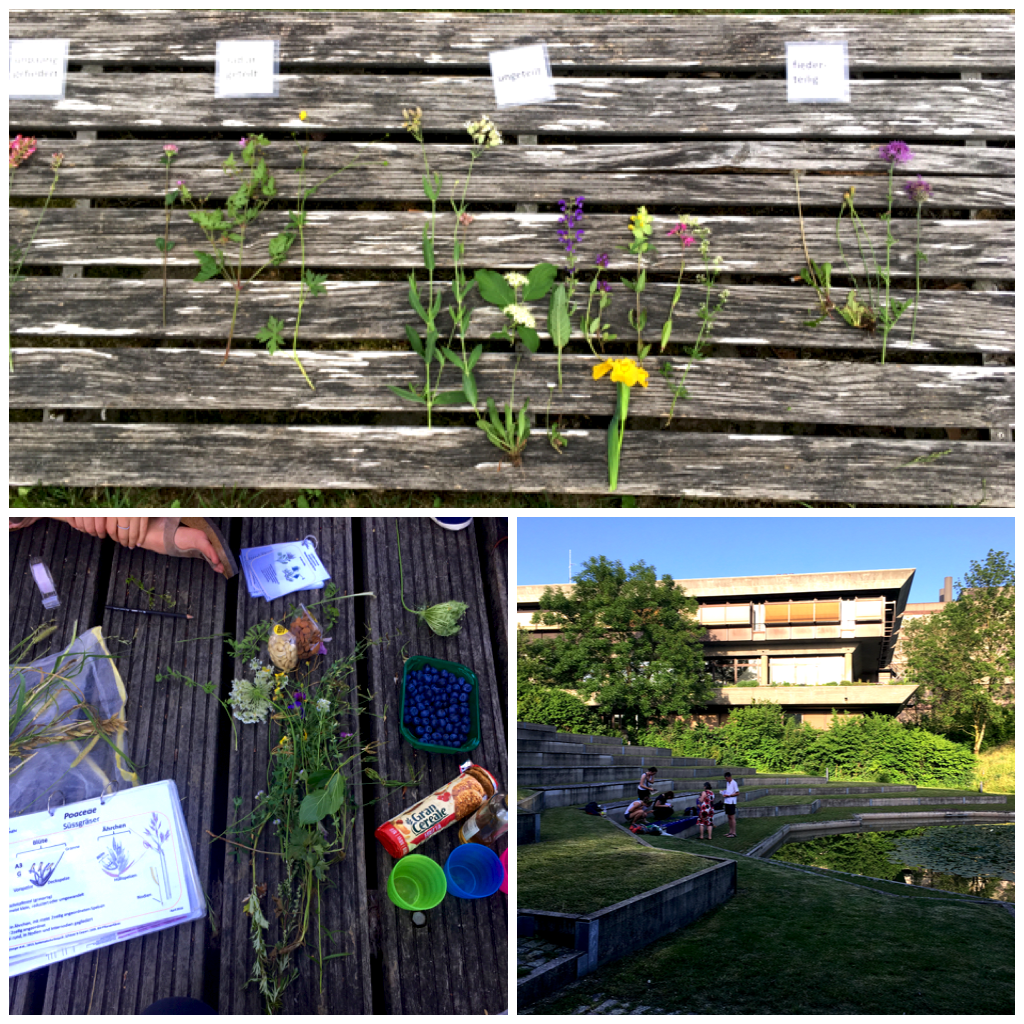 Grundkurs Feldbotanik, Repetition Pflanzen, Exkursionsort, Gruppe