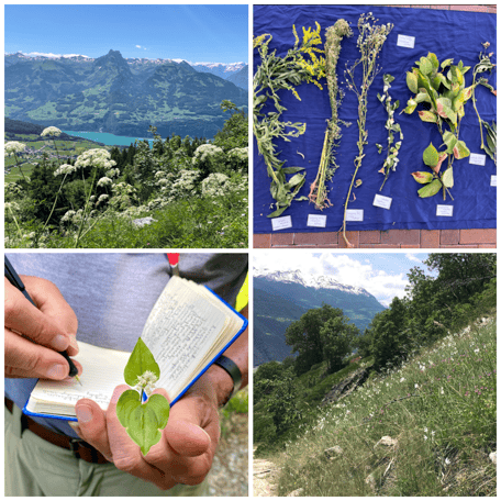 Landschaft, Pflanzen repetieren, Pflanzen lernen, Systematik, Exkursionsorte