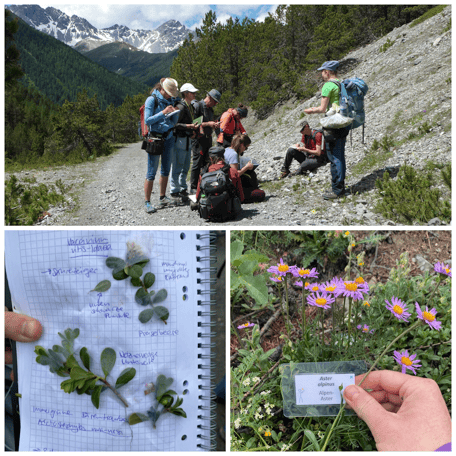Exkursion, Gruppe, Pflanzen lernen, Systematik, Flora Zertifikat 600
