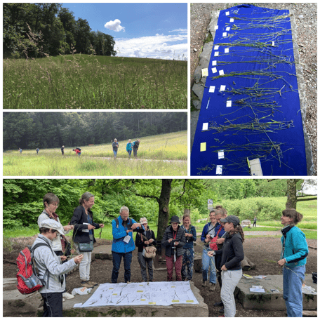 Gräser Repetition, Gräser erkennen, Wiesengräser, Poaceae, Süssgräser, Exkursionsort, Landschaft