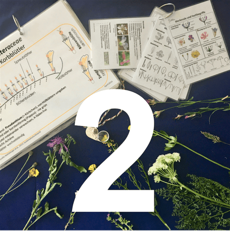 Grundkurs Feldbotanik, Pflanzenfamilien, Systematik