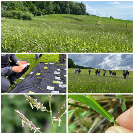 Wiesengräser, Poaceae, Süssgräser, Grasblüten