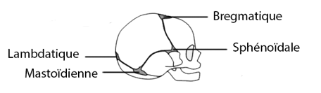 crâne bébé nourrisson fontanelles ostéopathe arènes toulouse