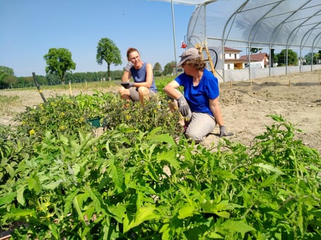 Lagebesprechung vor dem Setzen der Paradeispflanzen