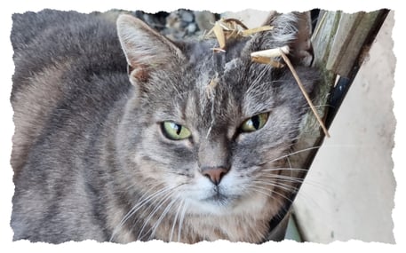 Foto der Katze Daysi auf einem Stuhl mit ganz viel Stroh und Spinnweben auf dem Kopf