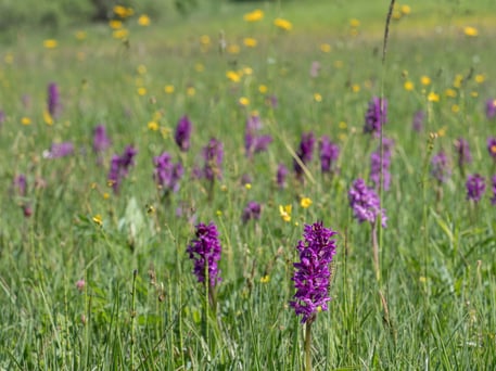 Breitblättriges Knabenkraut, Oliver Wittig - LBV Bildarchiv