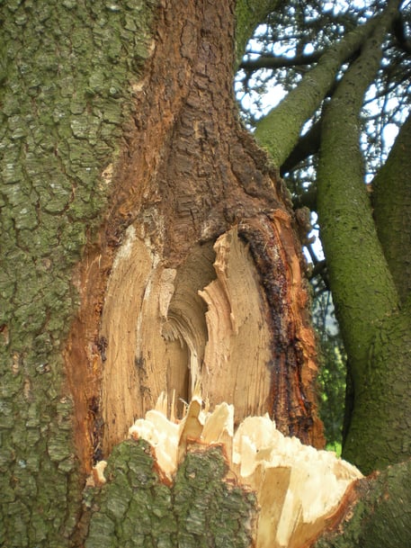 Eingewachsene Rinde, Henzelmann Baumpflege Baumschnitt Fällung Spezialfällung Stockfräse Strunkfräse Pflanzung Arbeiten Spiez Bern Oberland Wallis Kanton Baum Bäume