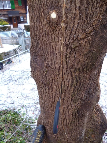 Frostriss, Henzelmann Baumpflege Baumschnitt Fällung Spezialfällung Stockfräse Strunkfräse Pflanzung Arbeiten Spiez Bern Oberland Wallis Kanton Baum Bäume