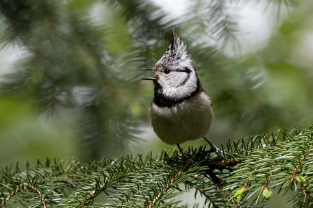 3. Platz Foto: Haubenmeise