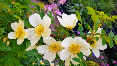 Rosa spinosissima, Bibernell-Rose  