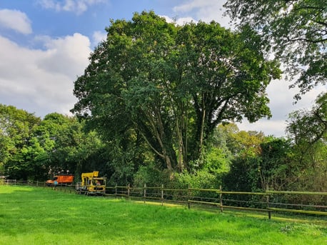 Baumpflege in Pulheim