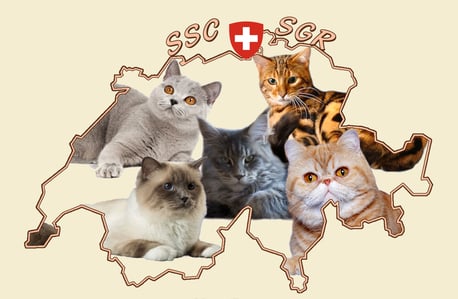 katzenvereins Webseite!