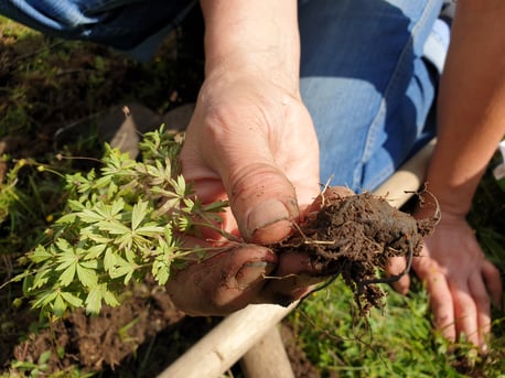 Biotoppflegeeinsatz (Götte)