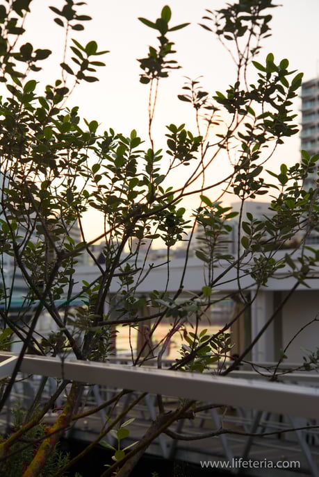 LifeTeria　ブログ