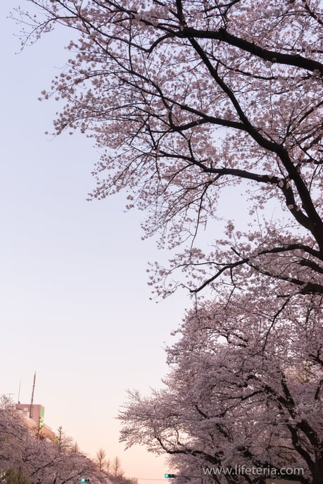 LifeTeria　ブログ