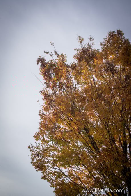 LifeTeria　ブログ