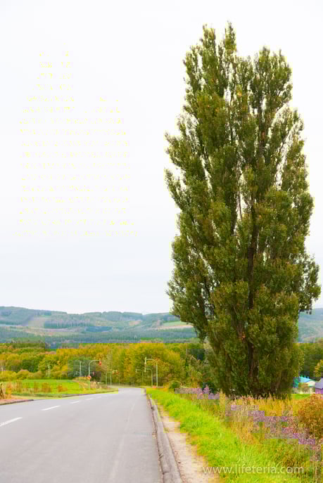 LifeTeria　ブログ