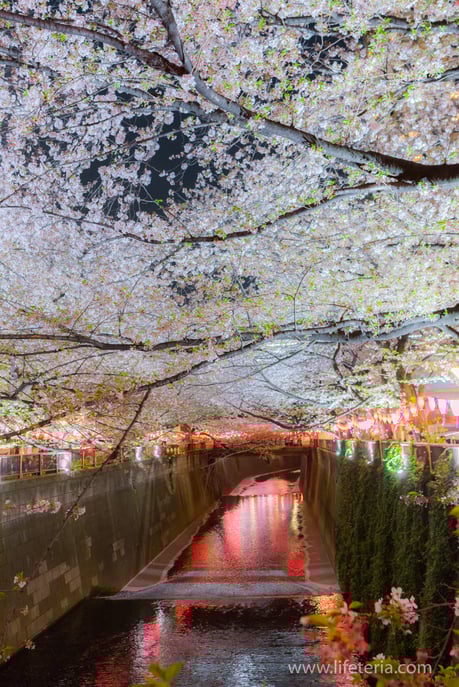 LifeTeria　ブログ