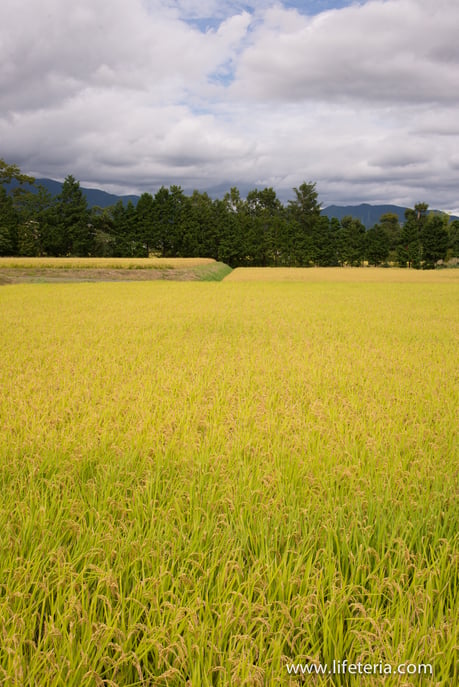 LifeTeria　ブログ