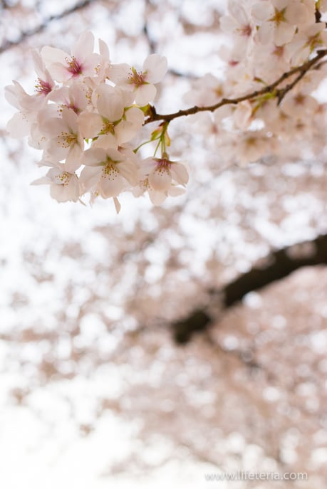 LifeTeria　ブログ