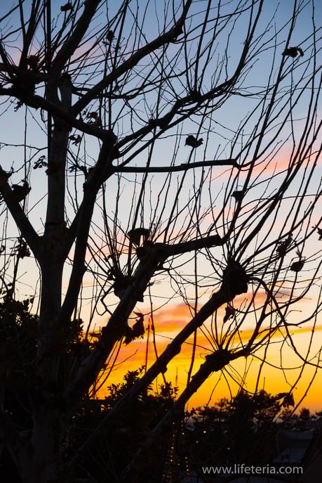 LifeTeria　ブログ