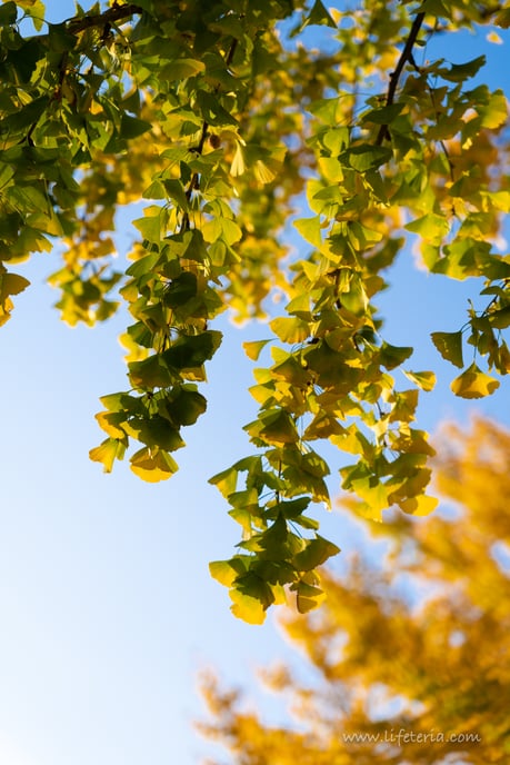 LifeTeria　ブログ