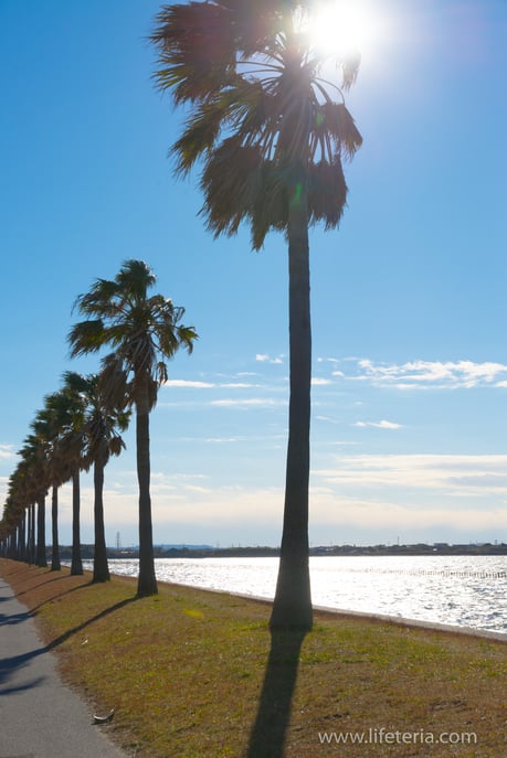 LifeTeria　ブログ