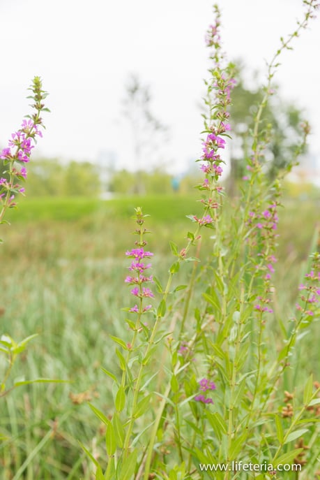 LifeTeria　ブログ