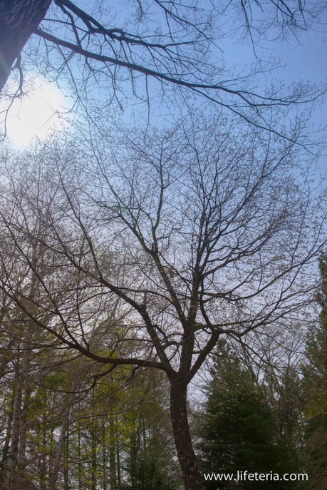 LifeTeria　ブログ