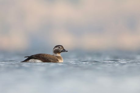 2. Platz Foto: Eisente