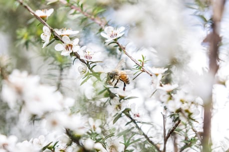 Bee on a Manuka flower sucking nectar
