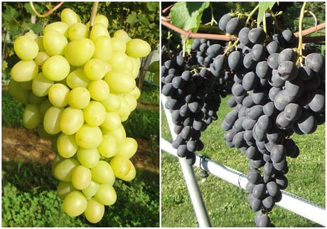 Geschütze Trauben in Hausgarten, Pergola und Rebberg