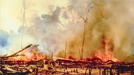 Die Brandrodung von Regenwald ist eine Bedrohung für die gesamte Menschheit 