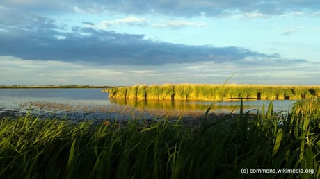 Freitag: Am letzten Tag Fahrt nach Illmitz am Neusiedlersee und Kutschenfahrt durch den Nationalpark.