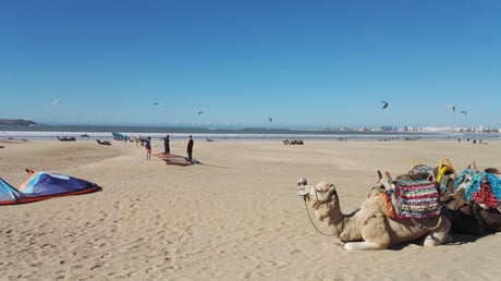 Kites & Kamele am Strand