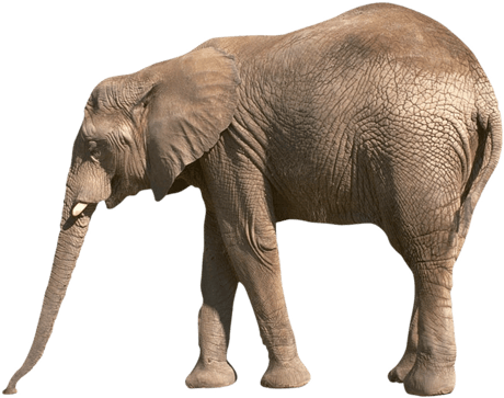 Image animaux detourée transparent sur fond blanc baleine éléphant d'Asie  png