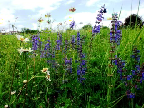 Foto. Wildblumen, Gabriele Maas, NABU
