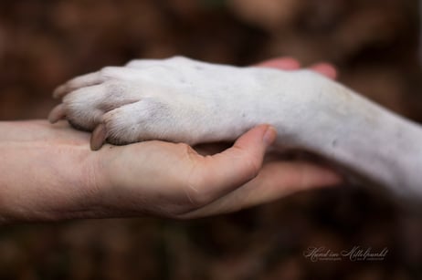 Bachblüten für Tiere