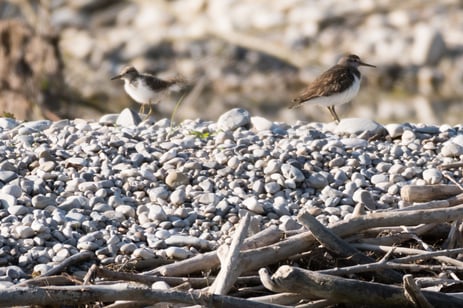 Flussuferläufer-Altvogel mit nicht flüggem Jungvogel, Foto: Fabian Unger