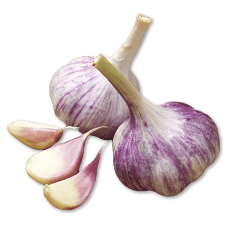 Ail; violet; violetter; Knoblauch; geräucherter; Frankreich; Nordfrankreich; Knobi; Knolle; Kibu; Kibü; Würze; KibüWürze