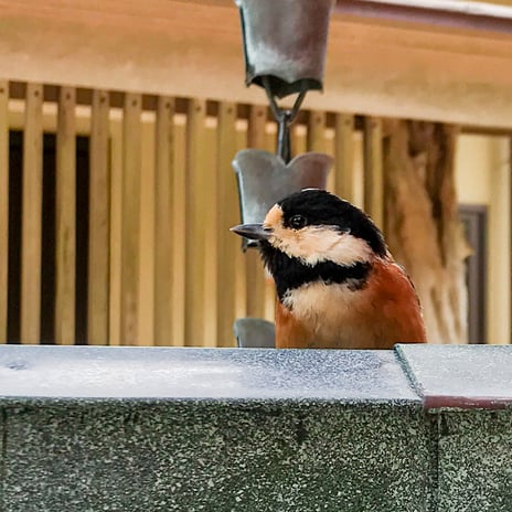 妙法山の野鳥　ヤマガラ