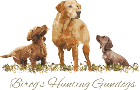 Birogs Hunting Labrador Retriever