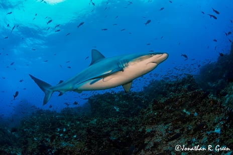 Galapagos Shark Diving - Dive with Whale Sharks