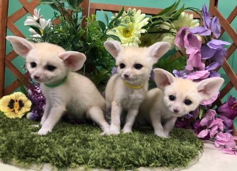 フェネック　ブリーダー　京都