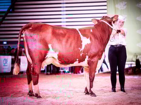 TAHITI GP, fille du taureau Passion de la série 22