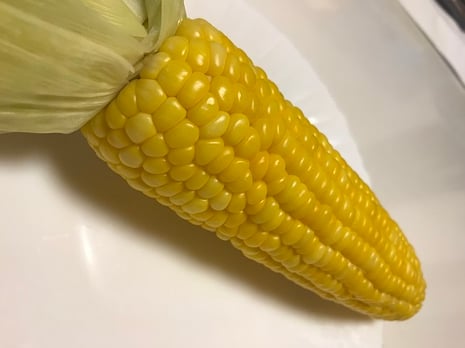 とうもろこし　トウモロコシ　スマイルベジタブル和久井　鹿沼　東京インテリア　東京デザインセンター　インテリア専門ショールーム　家具　雑貨　栃木県