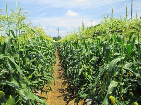 とうもろこし　トウモロコシ　スマイルベジタブル和久井　鹿沼　東京インテリア　東京デザインセンター　インテリア専門ショールーム　家具　雑貨　栃木県