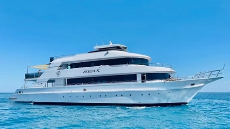 Delfine Rotes Meer Ägypten