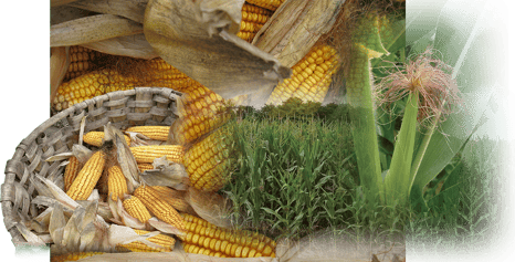 Orthe, landes, aquitaine, sud-ouest, france, maïs, hybride, millas, OGM, blé d'inde, millasson