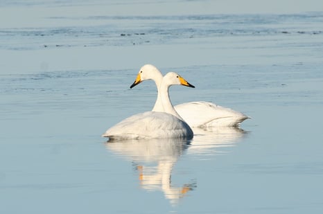 Singschwäne (Foto aus ornitho.de - P.Brützel)